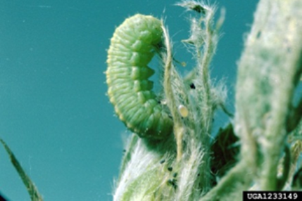 Alfalfa weevil larvae