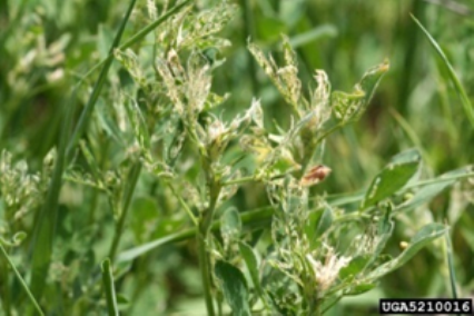 Alfalfa weevil damage