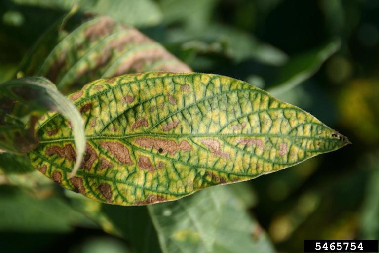 Leaf tissue dying between major veins